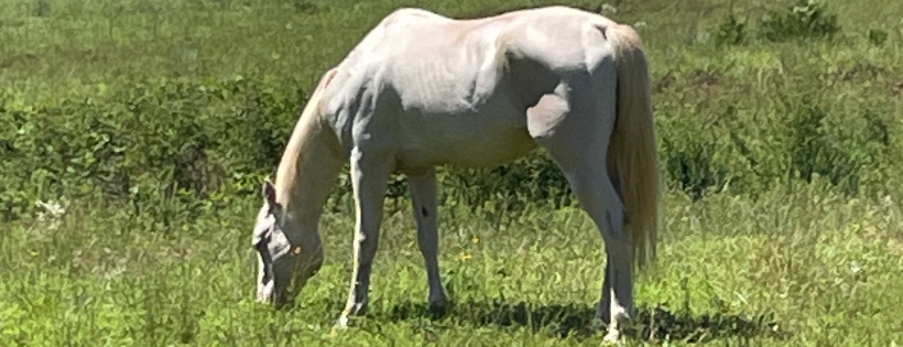 Diamond P Ranch and Rescue Inc
