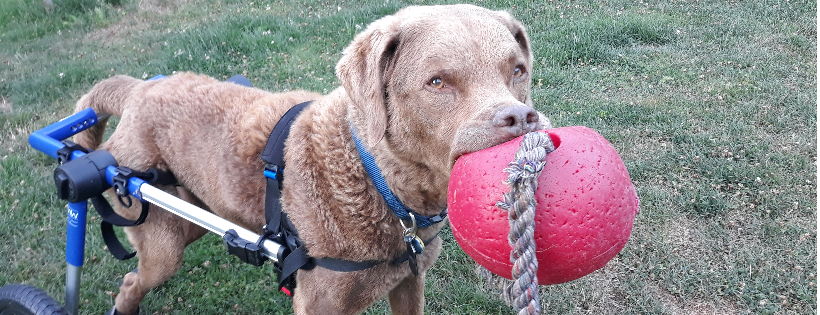 North Central Chesapeake Bay Retriever Relief and Rescue