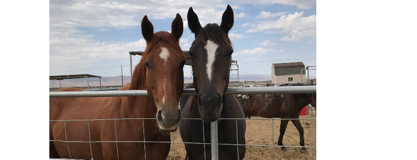 Wild at Heart Horse rescue