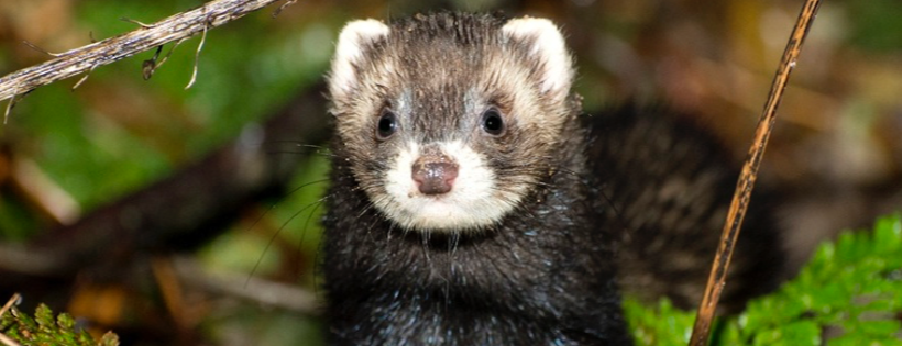 Joanna Wildlife Hospital