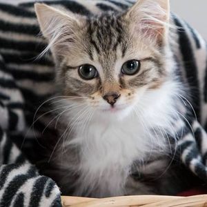 Hills Cat Rescue Logo