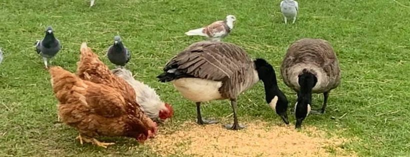 Linjoy Wildlife Sanctuary and Rescue - Midlands