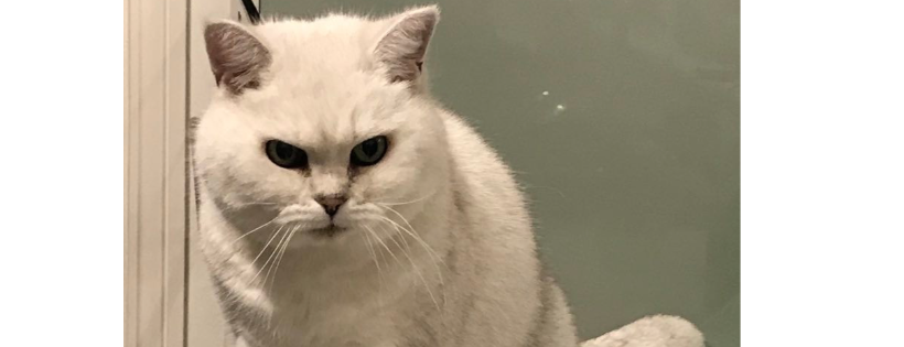 Consett Cat Rescue