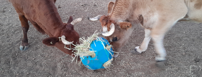 Wanderosa Farm Animal Sanctuary