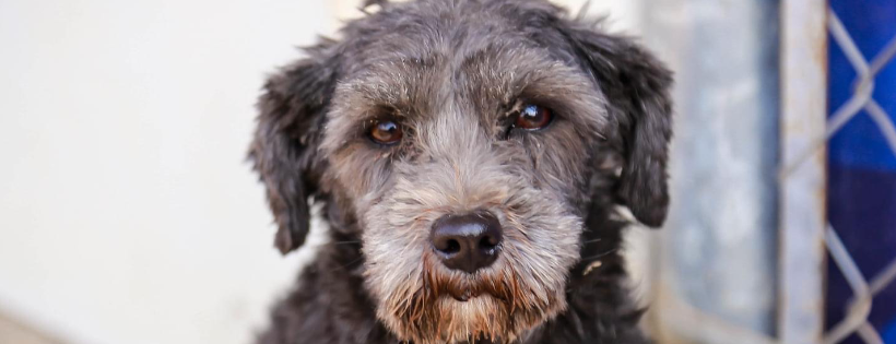 DIBS Rescue