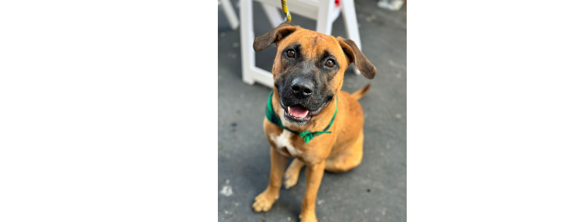 Cayman Islands Humane Society