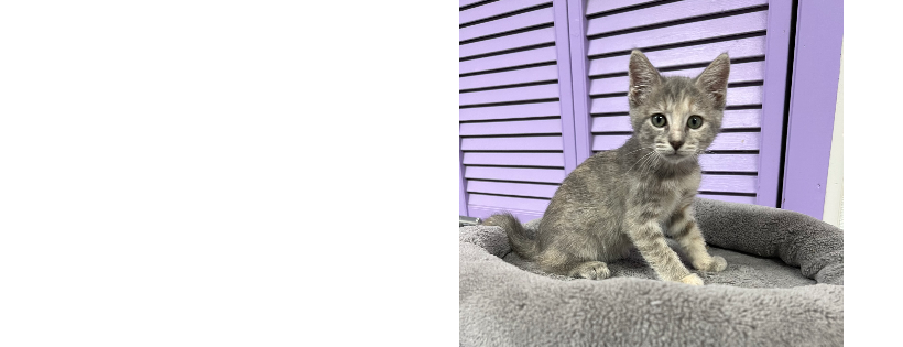 God's Feral Felines