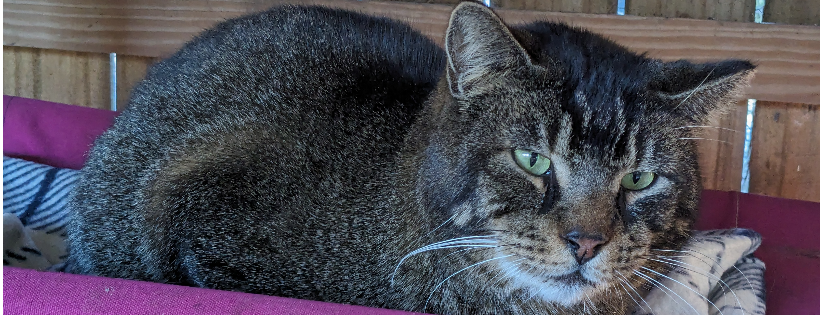 Christys Kitties Rescue and Sanctuary Inc