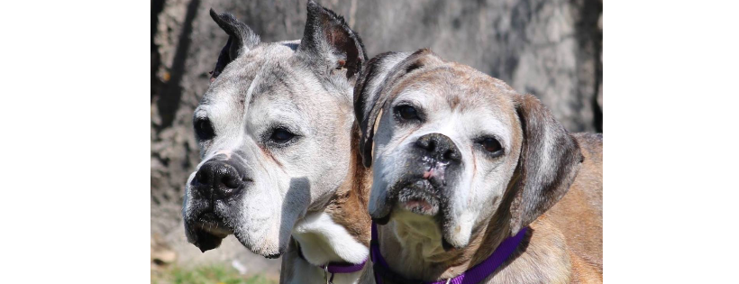 Ho-Bo Care Boxer Rescue