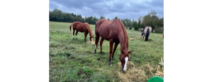 Tri-State Equine Adoption & Rescue, Inc.