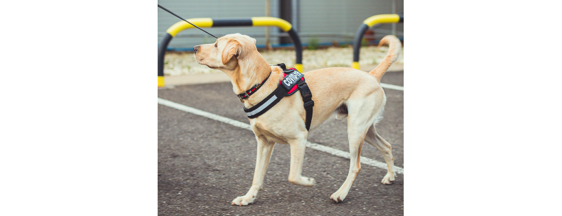 Medical Detection Dogs