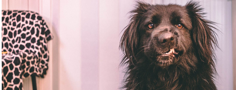 Flori's Friends Rescue