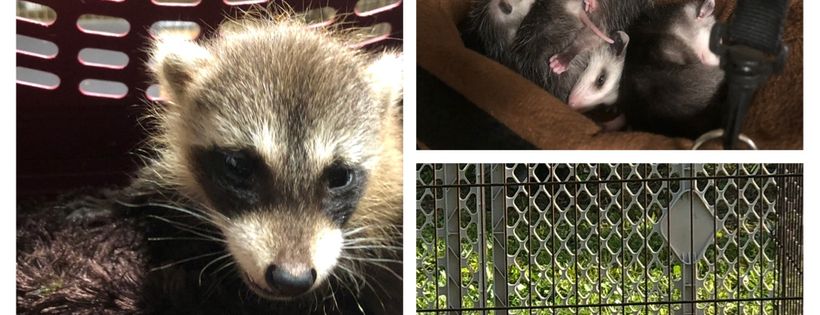Crystal's Critter Care and Rescue Inc