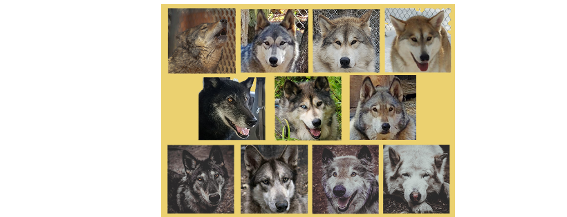 The Long Journey to a New Begining Animal Rescue