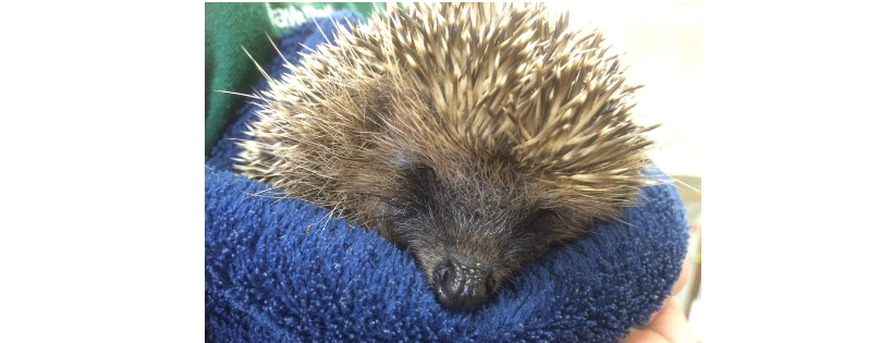 Cuan Wildlife Rescue