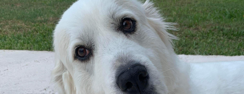 Crossed Paws Pet Rescue