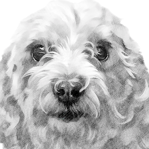 Sophias safe haven rescue Logo