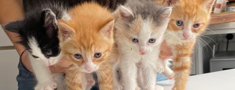 Sydney Street Cats