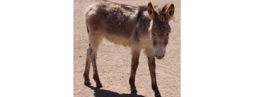 SOS Donkey Haven