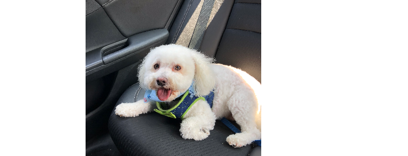 Romeos Rescue