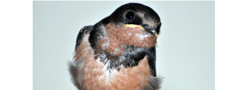 Help Wild Birds