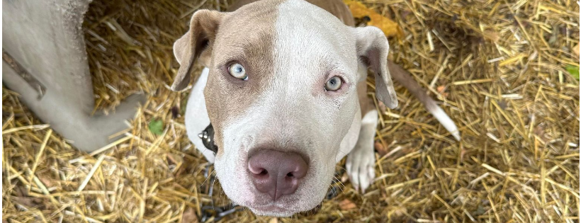 Michigan Pit Bull Education Project