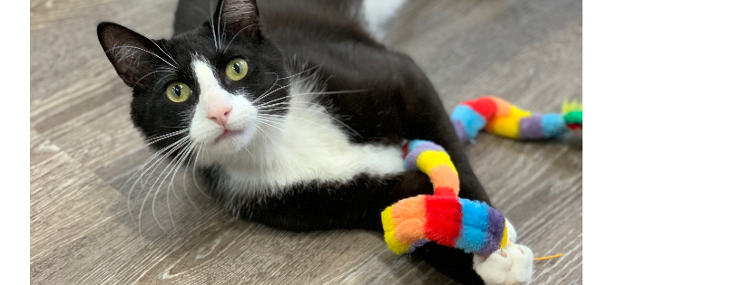 Loving Hands Cat Rescue