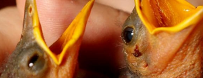 Far North Queensland Wildlife Rescue