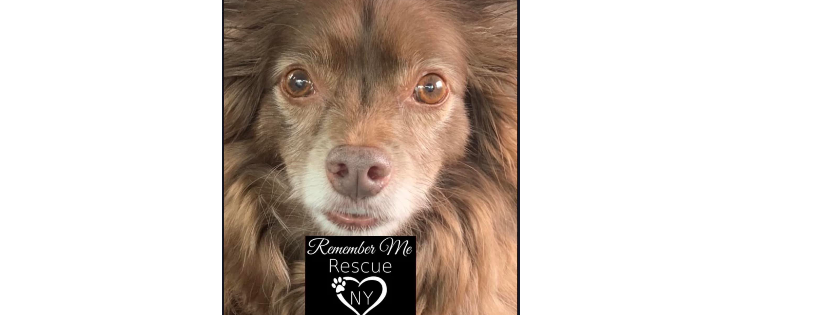 Remember Me Rescue NY