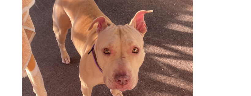 Tnbs animal express rescue inc
