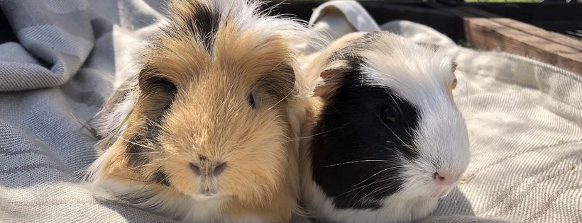 The cat & rabbit rescue centre