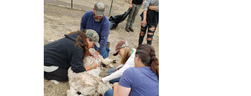 Olympic Peninsula Llama/Alpaca Rescue Non-Profit