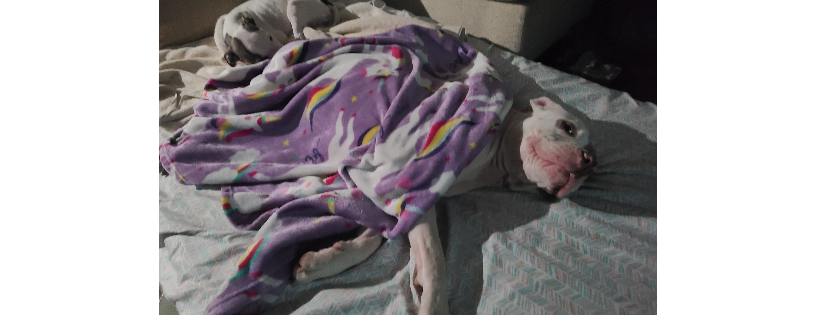 Pitbullslivesmatter