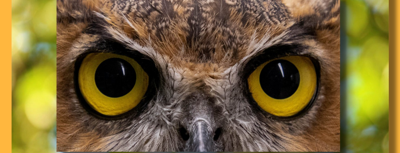 Raven Ridge Wildlife Center