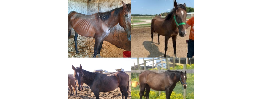 ARABIAN RESCUE MISSION INC