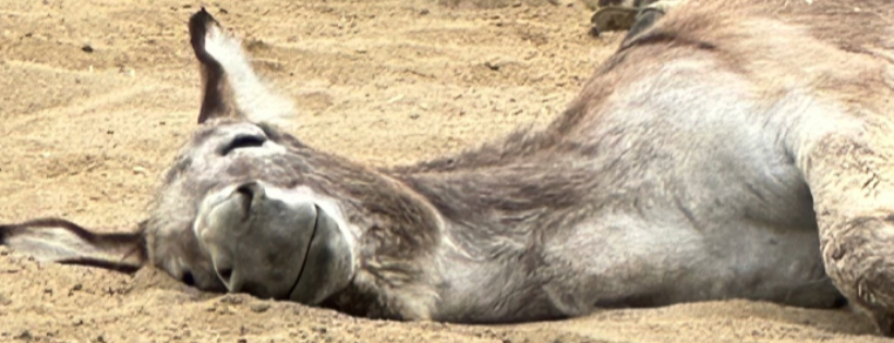Rancho Burro Donkey Sanctuary