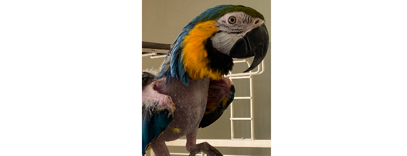 Rhode Island Parrot Rescue