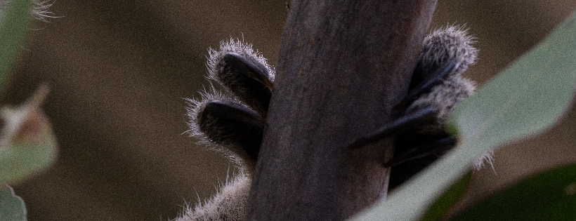 Koala Conservation Australia