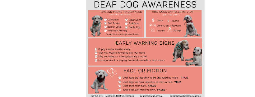 Hear No Evil Aust Deaf Dog Rescue
