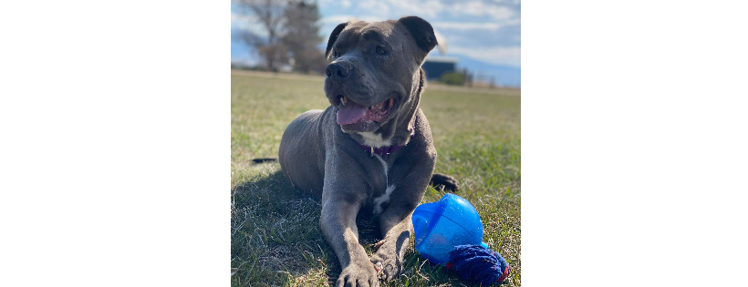 Montana Pittie Project LLC