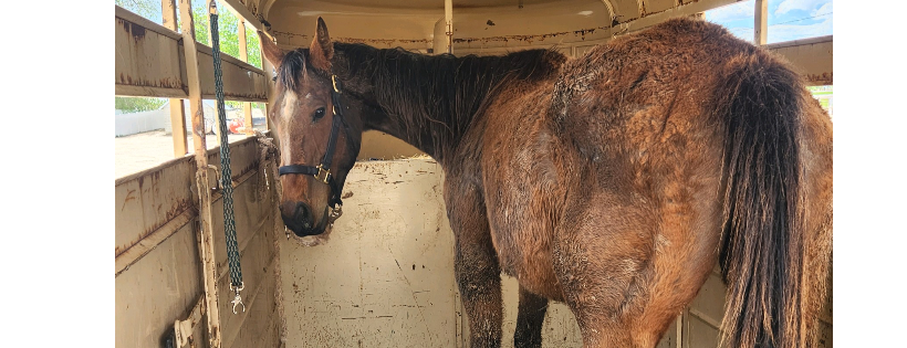 Libertys Legacy Inc dba Journey with Equus