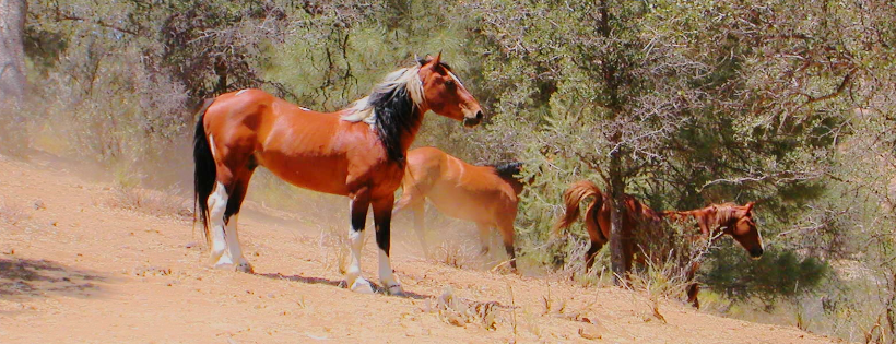 Lifesavers Wild Horse Rescue