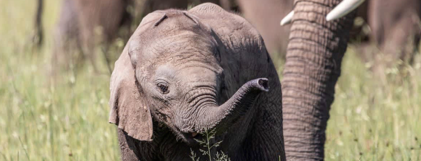Mara Elephant Project