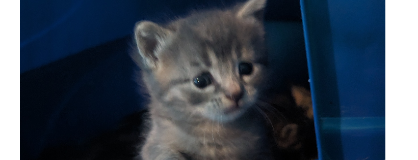Community Cat Support Network