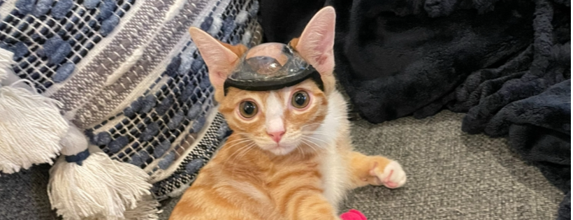 Baby Kitten Rescue