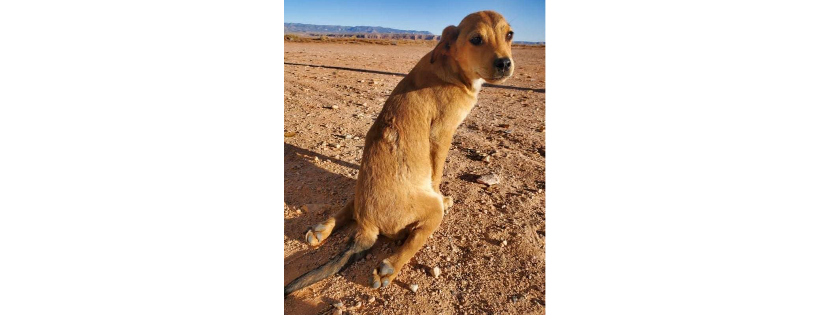 LOLA's Rescue