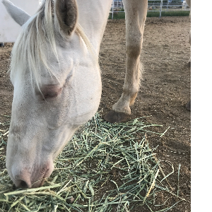 DimondLRanch