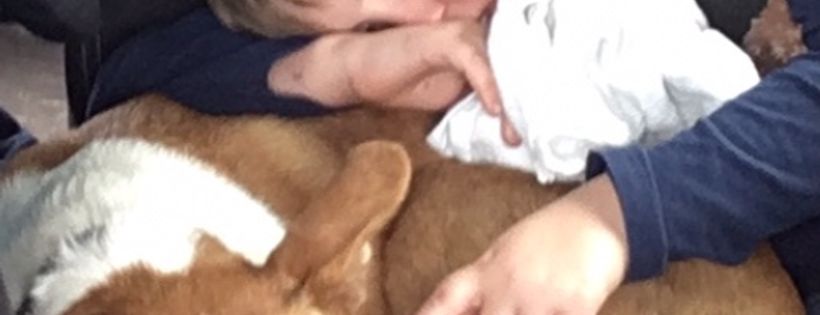 Western Australian Assistance and Therapy Dogs