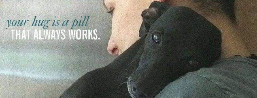 Alfies dream for greyhounds ltd