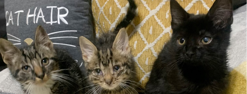 Tracy’s Cats Kitty Rescue